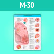 ������ ������������ ������� (�-30, �������. ������, �2, 1 ����)
